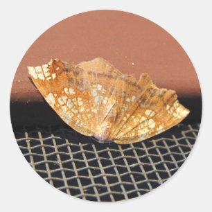 Rusty Moth ~ Aufkleber