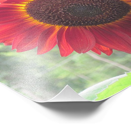 Rusty Sunflower Foto Print (Ecke)