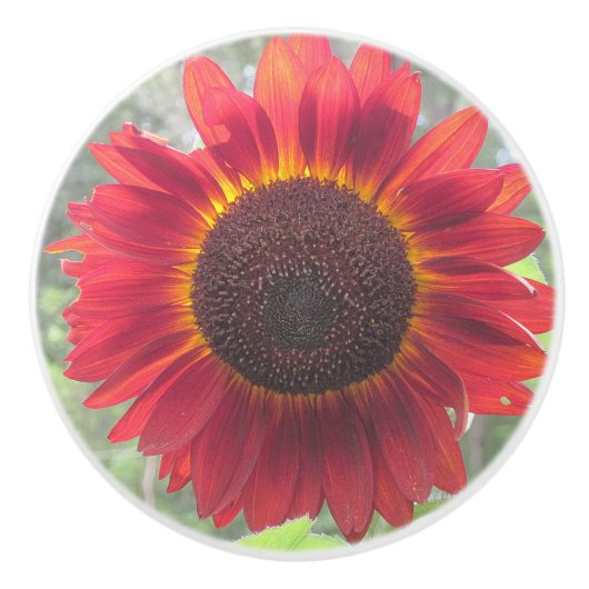 Rusty Sunflower Keramik Knob Keramikknauf (Vorderseite)