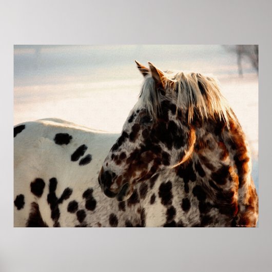 Rusty the Appaloosa Poster (Vorne)
