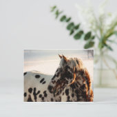 Rusty the Appaloosa Postkarte (Stehend Vorderseite)