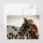 Rusty the Appaloosa Postkarte (Vorne/Hinten)