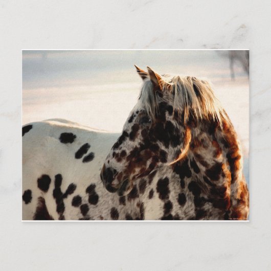 Rusty the Appaloosa Postkarte (Vorderseite)