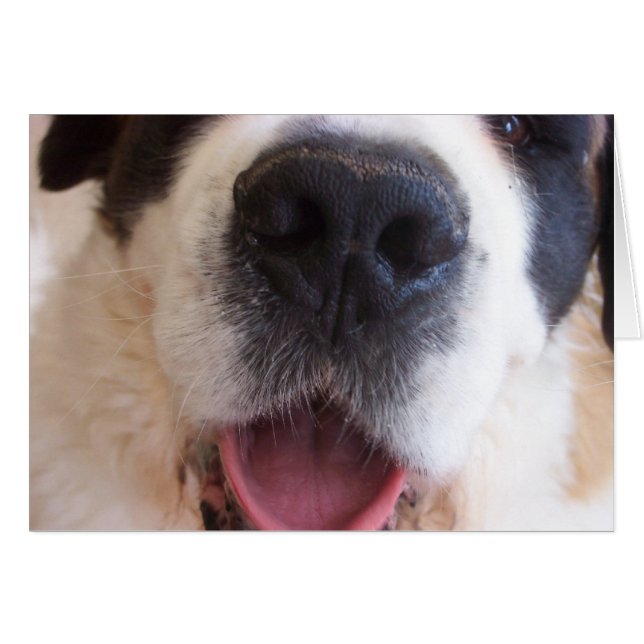 Ruthie-Nase (Vorderseite (Horizontal))