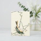 Ruticilla aurorea auf Pflaumenzweig - japanische K Postkarte (Stehend Vorderseite)