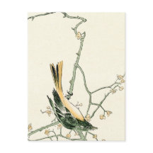 Ruticilla aurorea auf Pflaumenzweig - japanische K