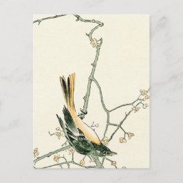 Ruticilla aurorea auf Pflaumenzweig - japanische K Postkarte