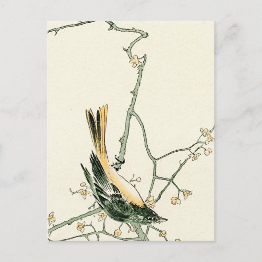 Ruticilla aurorea auf Pflaumenzweig - japanische K Postkarte (Vorderseite)
