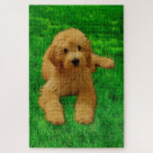 Rx the Goldendoodle Puzzle (Vertikal)