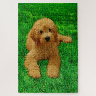 Rx the Goldendoodle Puzzle