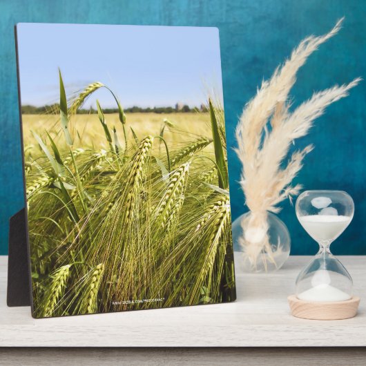 Rye Fotoplatte (Seite)