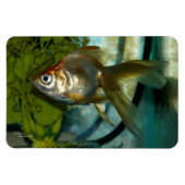 Ryukin Goldfish Premium Flexi Magnet (Horizontal)