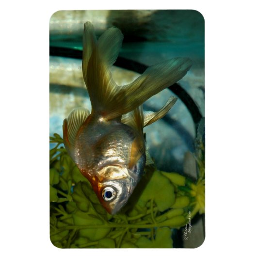 Ryukin Goldfish Premium Flexi Magnet (Vertikal)