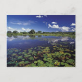 S.A., Brasilien, Wasserstraßen in Pantanal Postkarte (Vorderseite)
