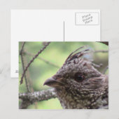 S Flaming Gorge Utah Fauna Birds Aves Tiere Postkarte (Vorne/Hinten)