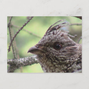 S Flaming Gorge Utah Fauna Birds Aves Tiere Postkarte