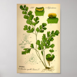 S. Maidenhair Fern (Adiantum capillus-veneris) Poster