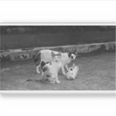 S/W - Katzen Aufkleber (Vorderseite)