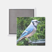 SA- Blauer Jay-Magnet Magnet (Vorderseite/Rückseite)