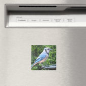 SA- Blauer Jay-Magnet Magnet (In Situ (Geschirrspüler))