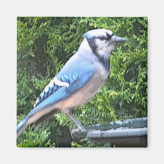 SA- Blauer Jay-Magnet Magnet (Vorne)