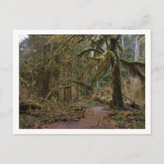 Saal Mosses auf Hoh Rainforest Postkarte