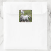 Saanan Goat Kids ~ Quadratischer Aufkleber (Tasche)