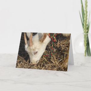 Saanen Goat Christmas Feiertagskarte