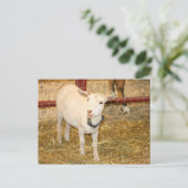 Saanen macht Ziegenmund offen Postkarte (Stehend Vorderseite)