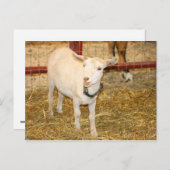 Saanen macht Ziegenmund offen Postkarte (Vorne/Hinten)