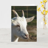 Saanen-Ziege Karte (Gelbe Blume)