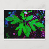 Saatgut2 Postkarte (Vorderseite)