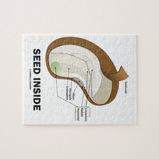 Saatgut im Innern (Anatomie der Dicotyledon-Bean-P Puzzle (Horizontal)