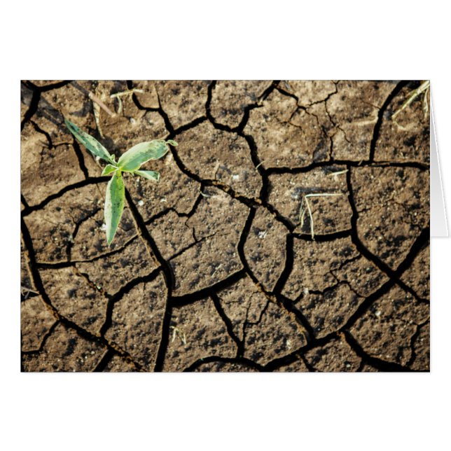 Saatgut in knackter Erde (Vorderseite (Horizontal))