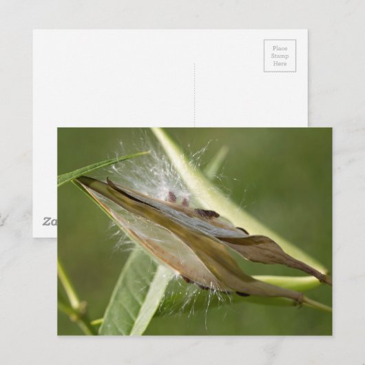 Saatgut Postkarte (Vorne/Hinten)