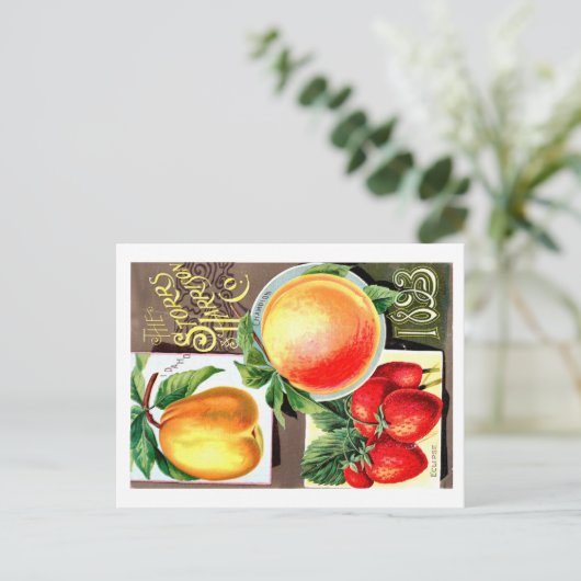 Saatgutpackungen. Postkarte (Stehend Vorderseite)