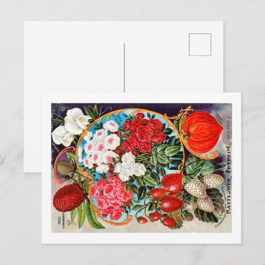 Saatgutpackungen. Postkarte (Vorne/Hinten)