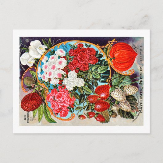 Saatgutpackungen. Postkarte (Vorderseite)