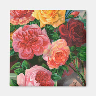 Saatkatalog 1 Rose Magnet