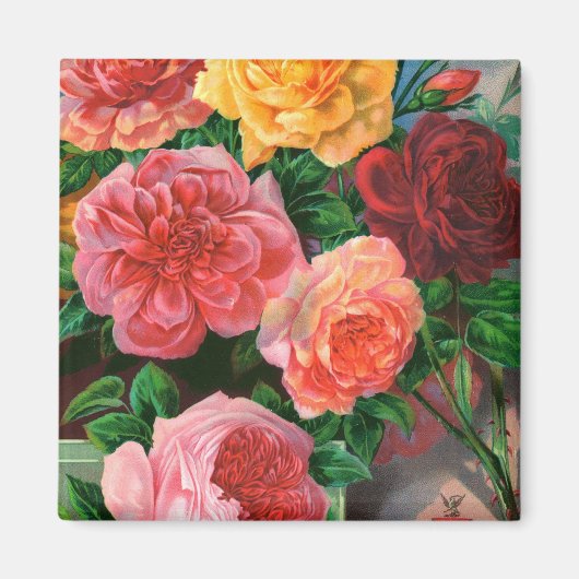 Saatkatalog 1 Rose Magnet (Vorne)