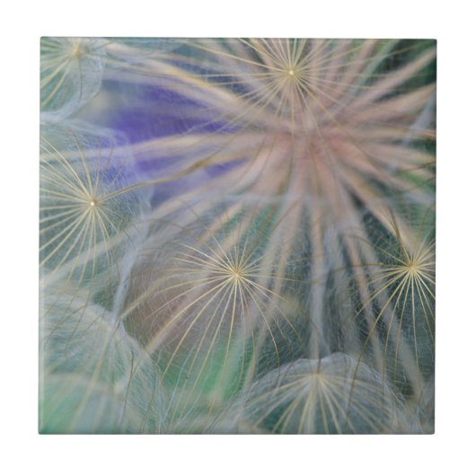 Saatkopf-Design| Gennesse, Idaho Fliese (Vorderseite)