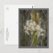 Saatkopf Postkarte (Vorne/Hinten)