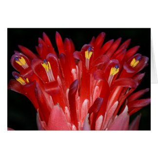 SABA: Billbergia pyramidalis