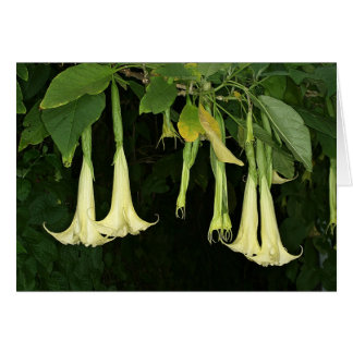 SABA: Brugmansia suaveolens