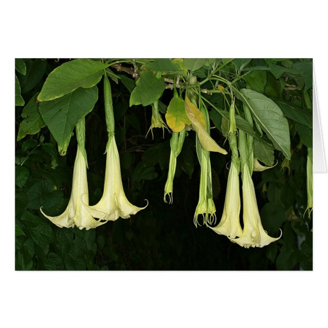 SABA: Brugmansia suaveolens (Vorderseite (Horizontal))