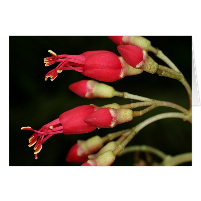 SABA: Charianthus purpureus (Vorderseite (Horizontal))