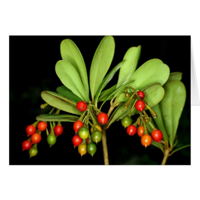 SABA: Jacquinia arborea (Vorderseite (Horizontal))