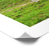 Säbelantilope Tier Poster (Ecke)