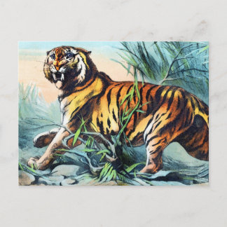 Saber Toothed Tiger Postkarte