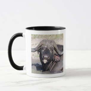 Sabi versandet Erhaltung, Mpumalanga-Provinz, 2 Tasse